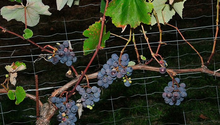 weinlaube mit trauben